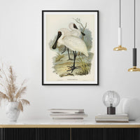 Spoonbill (Royal) Vintage Bird Art Print - Framed