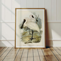 Spoonbill (Royal) Vintage Bird Art Print - Framed