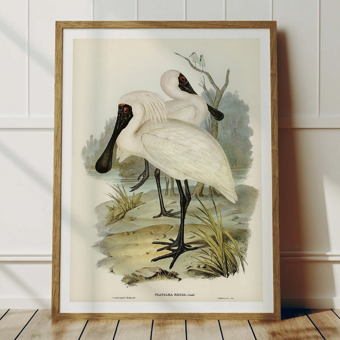 Spoonbill (Royal) Vintage Bird Art Print - Unframed