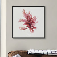 Square Seaweed Print Wall Art | Sea Oak No 1 - Framed