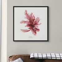 Square Seaweed Print Wall Art | Sea Oak No 1 - Unframed