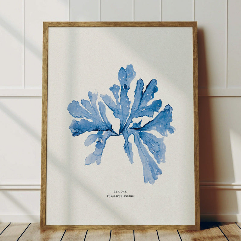 Indigo Seaweed Print | Botanical Seaweed Art (Sea Oak) - Framed