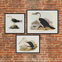 Cormorant Bird Print | Vintage Bird Art Print - Unframed