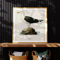 Seagull Painting | Vintage Bird Art Print - Framed