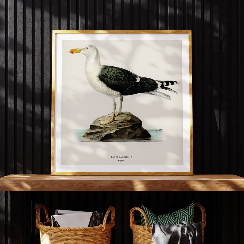 Seagull Painting | Vintage Bird Art Print - Framed