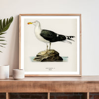 Seagull Painting | Vintage Bird Art Print - Framed