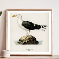 Seagull Painting | Vintage Bird Art Print - Unframed