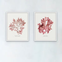 Set of Two Red Seaweed Pressings - Unframed Beach House Art - blue abstract art