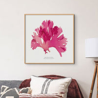 Beautiful Fan Weed No 2 Seaweed Print |Pressed Seaweed Art - Unframed