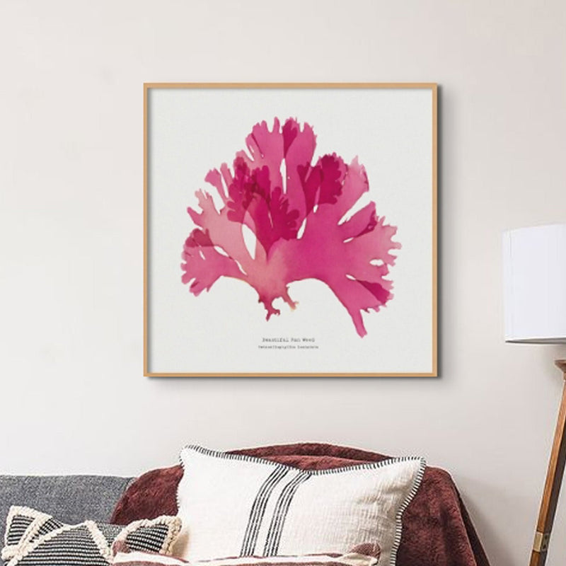 Beautiful Fan Weed No 2 Seaweed Print |Pressed Seaweed Art - Framed