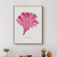 Beautiful Fan Weed No 3 Seaweed Print |Pressed Seaweed Art - Unframed