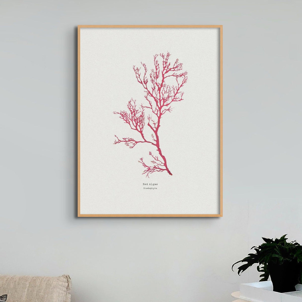 Seaweed Print Wall Art | Red Algae No 1 - Framed Seaweed Pressing