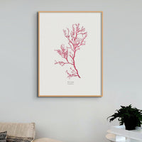 Seaweed Print Wall Art | Red Algae No 1 - Unframed Seaweed Pressing