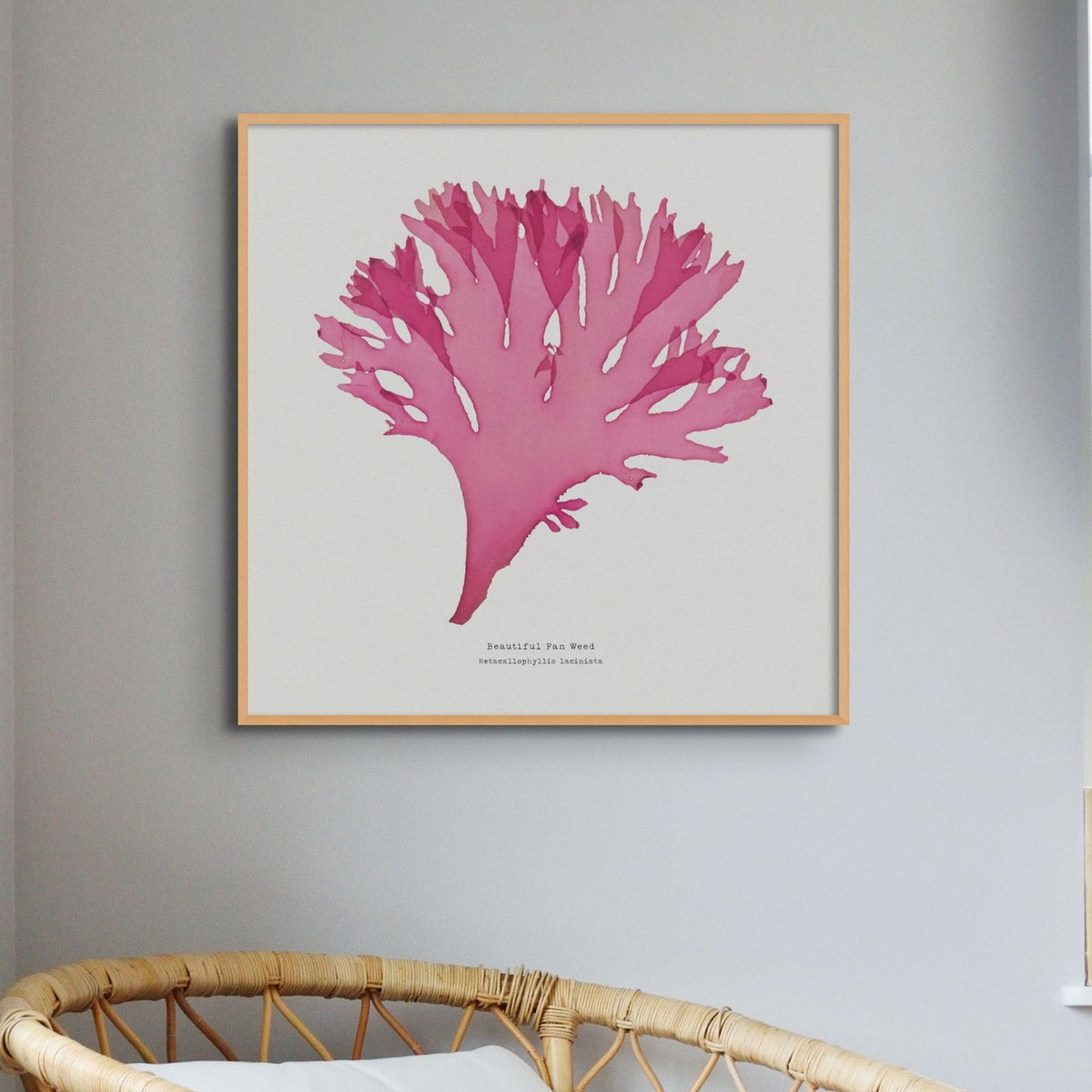 Beautiful Fan Weed No 3 Seaweed Print |Pressed Seaweed Art - Framed