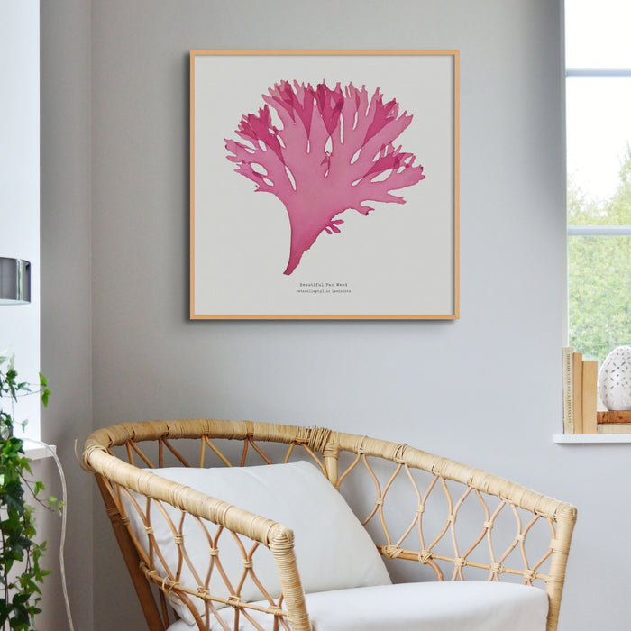 Seaweed Print Wall Art (Square) Beautiful Fan Weed No 3 - Framed