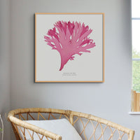 Beautiful Fan Weed No 3 Seaweed Print |Pressed Seaweed Art - Unframed