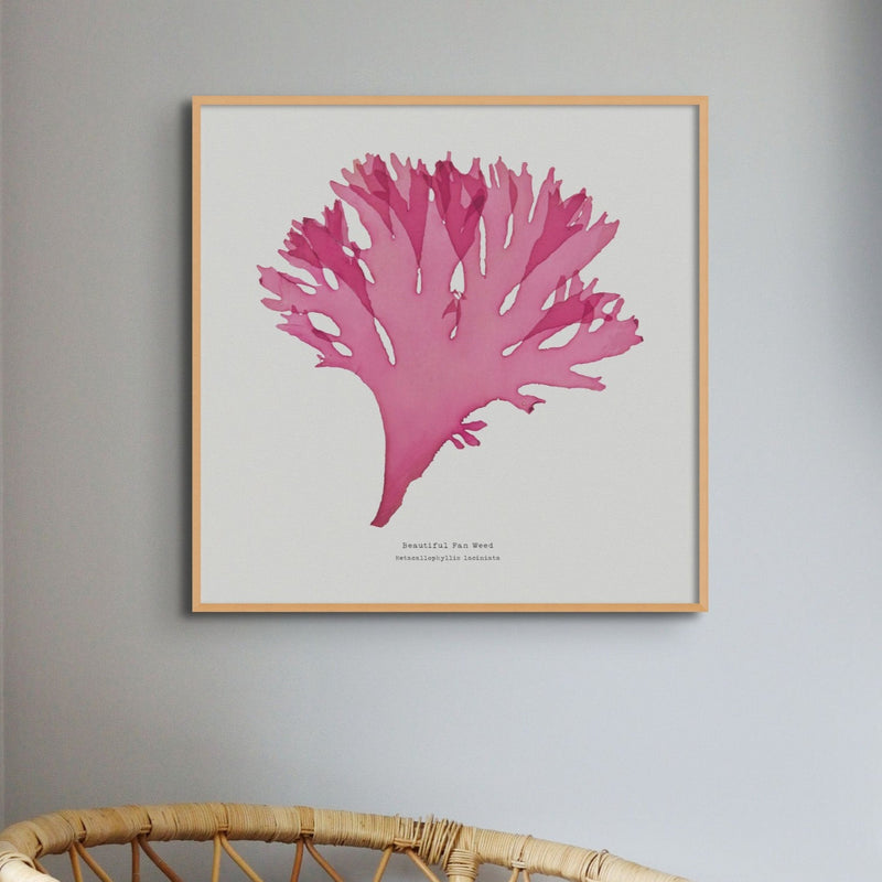 Set of Three Red Seaweed Art Prints Square - Unframed Beach House Art