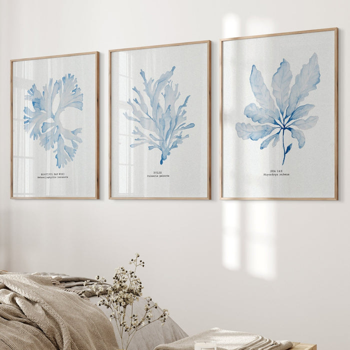 Set of Three Blue Seaweed Prints | Coastal Wall Art Set - Unframed