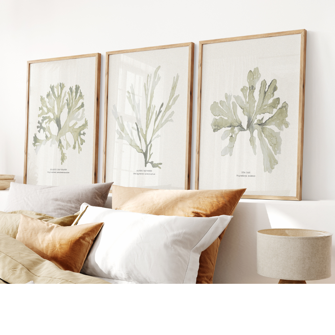 set of three seaweed prints framed on wall above bed.