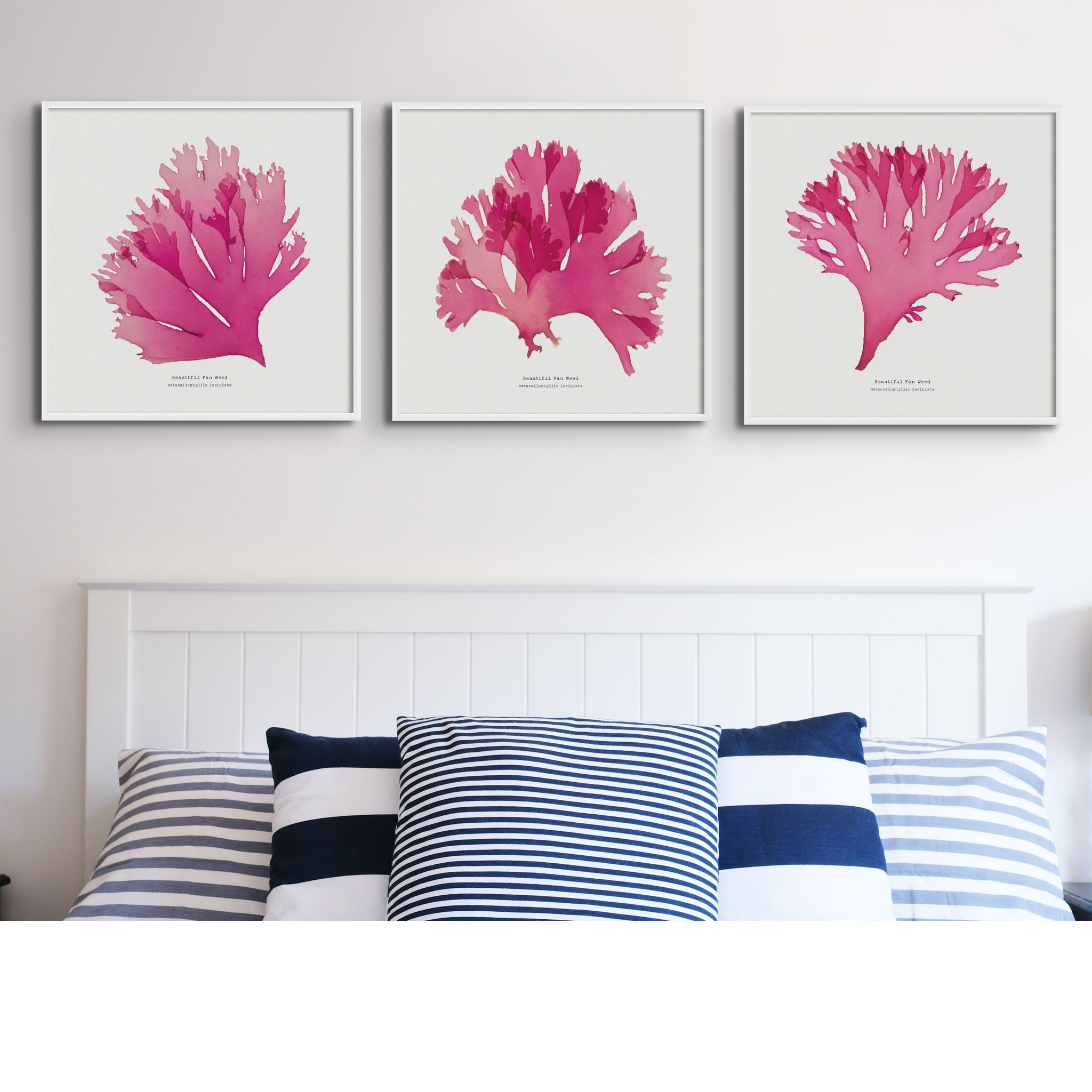 Set of Three Red Seaweed Art Prints Square - Framed Beach House Art