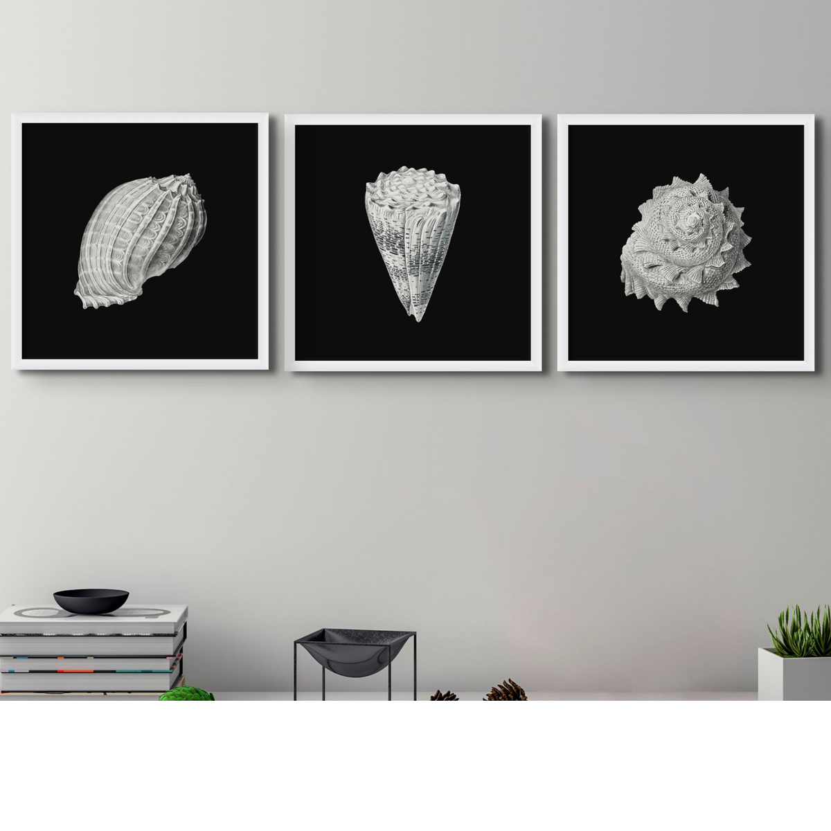 Set of Three Vintage Shell Art Prints | Black Background - Unframed - Beach House Art