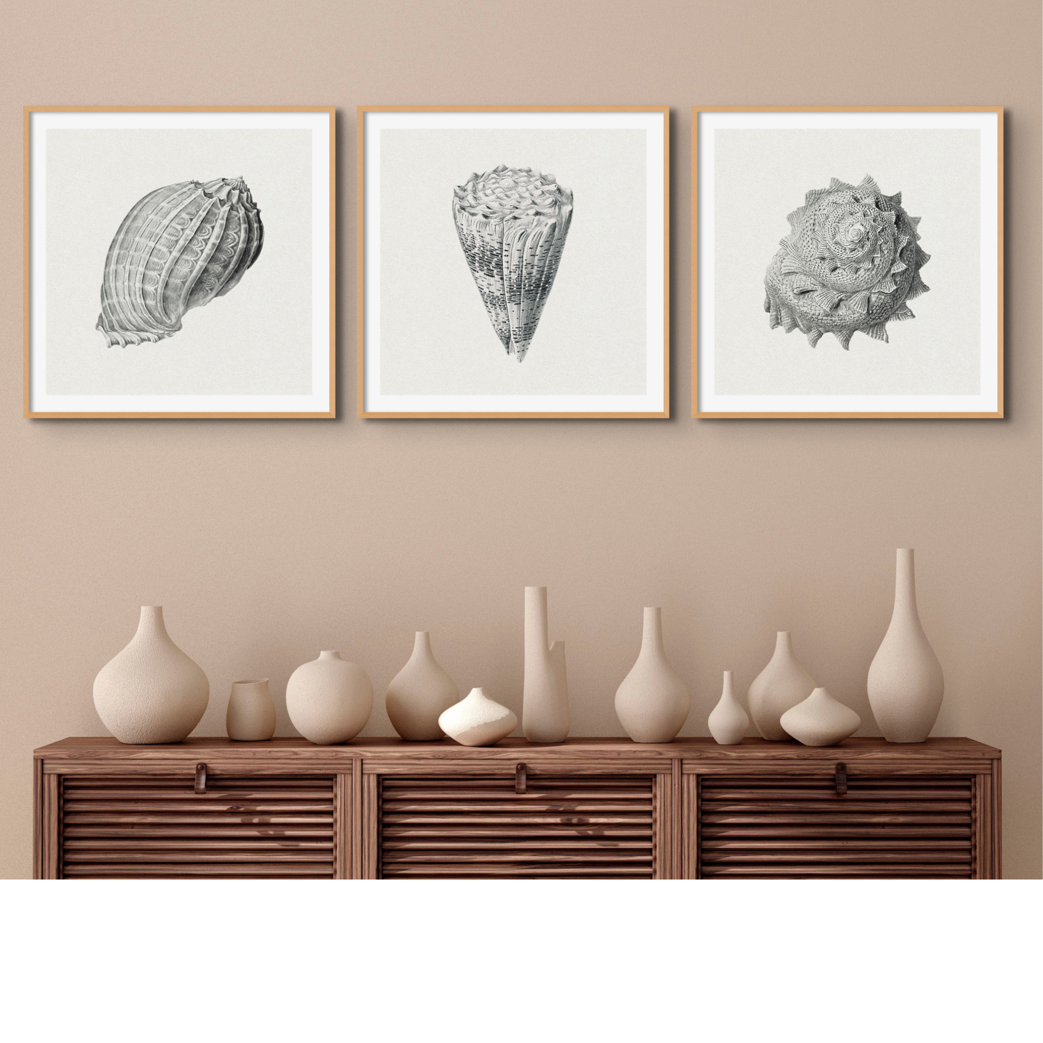 Set of Three Vintage Shell Art Prints | White Background - Unframed - Beach House Art