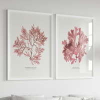 Set of Two Red Seaweed Pressings - Pressed seaweed art prints