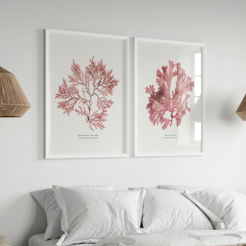 set of two red seaweed prints above a bed with boho lights - pressed seaweed art prints