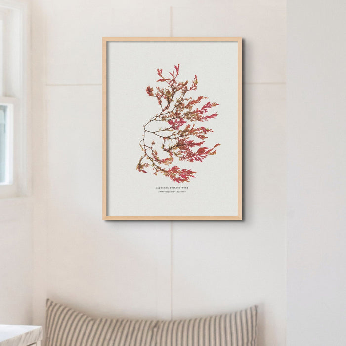 Seaweed Print Wall Art | Siphoned Feather Weed No 1 - Unframed Seaweed Pressing