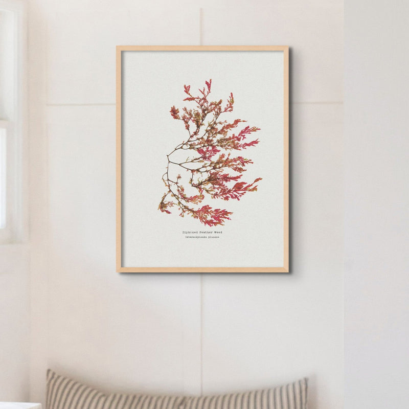 Siphoned Feather Weed No 1 Seaweed Print |Pressed Seaweed Art - Framed