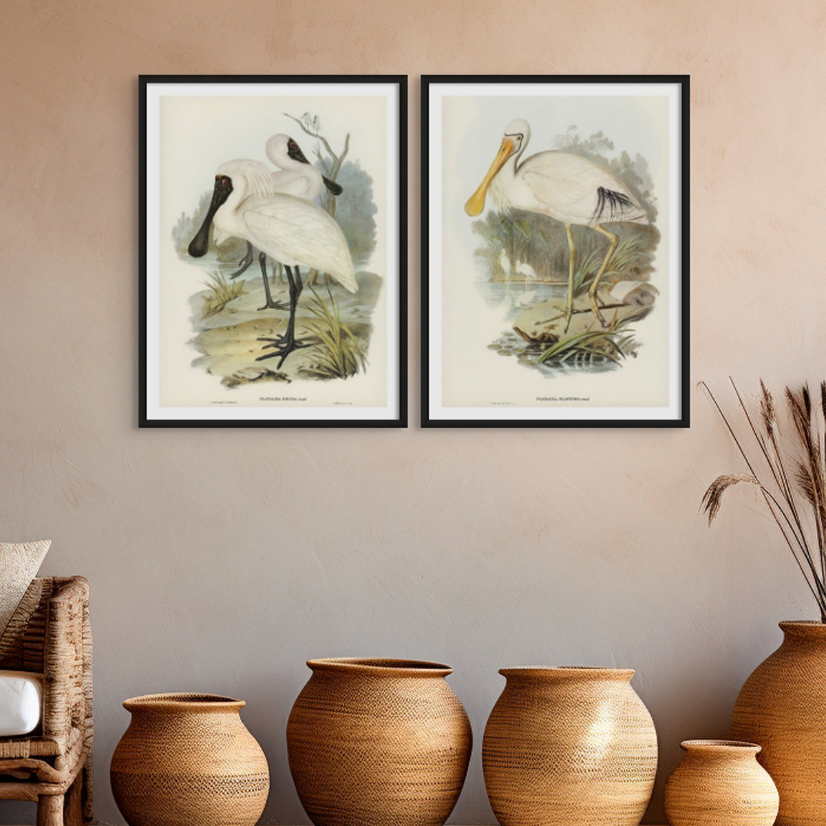 Spoonbill (Yellow Billed) Vintage Bird Art Print - Framed