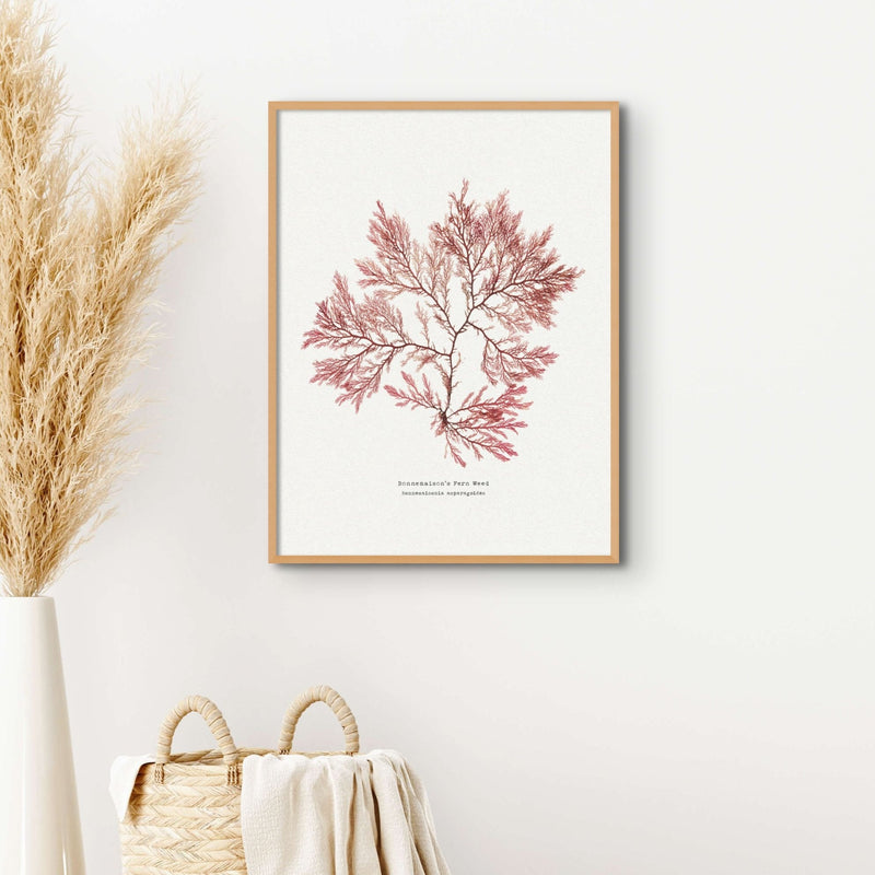 set of two red seaweed prints above a bed with boho lights - seaweed art prints