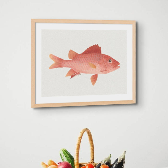 Vintage Fish Painting No. 1 | Fish Wall Art Print - Unframed