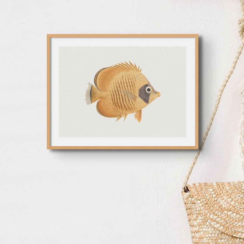 Vintage Fish Painting No. 2 | Fish Wall Art  - Framed