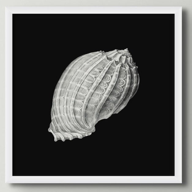 Set of Three Vintage Shell Art Prints | Black Background - Unframed - Beach House Art