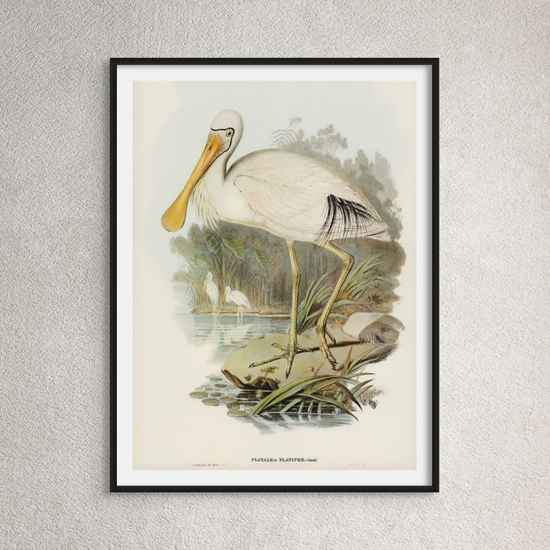 Spoonbill (Yellow Billed) Vintage Bird Art Print - Framed