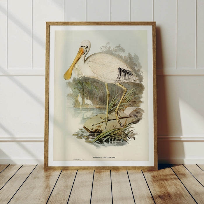 Spoonbill (Yellow Billed) Vintage Bird Art Print - Framed