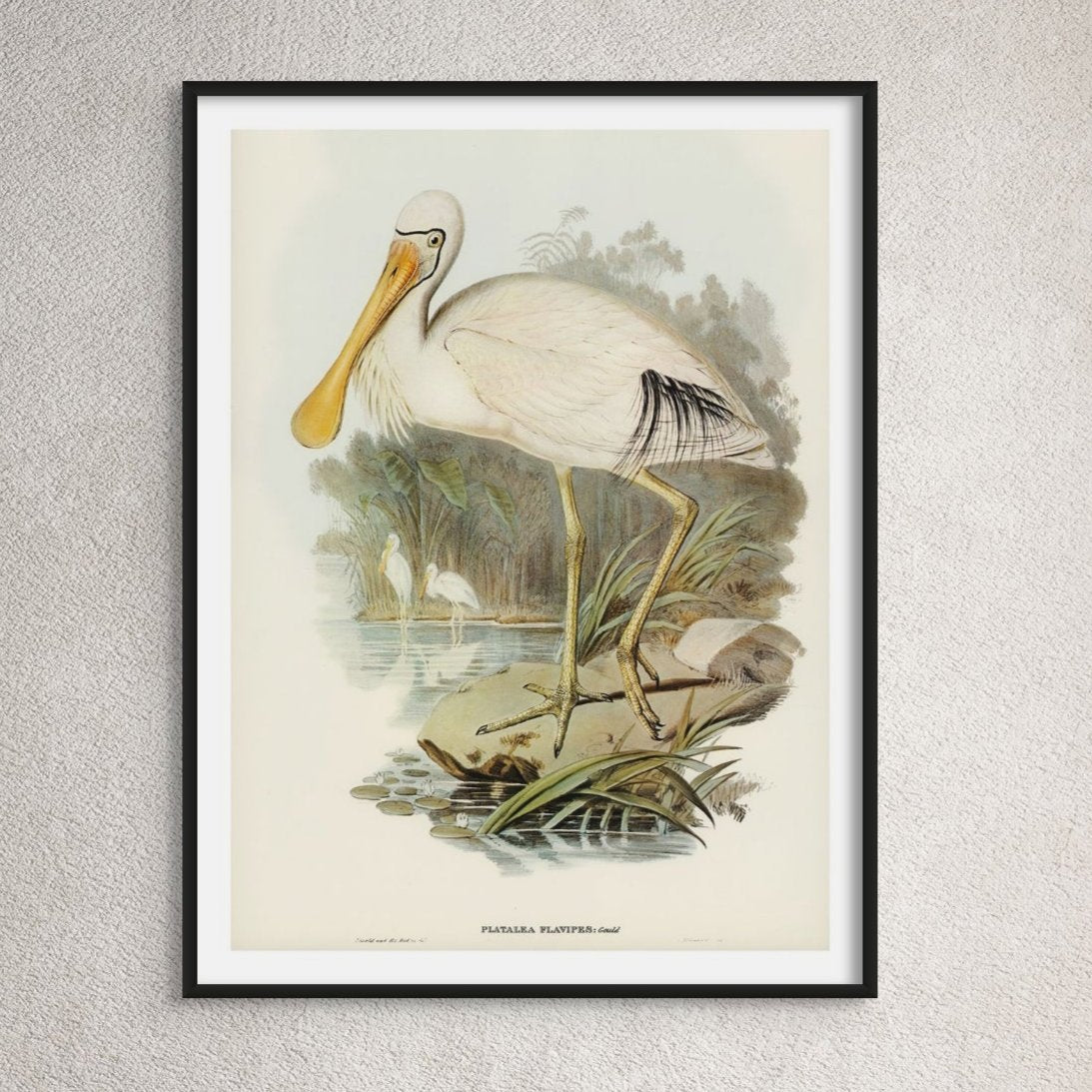 Spoonbill (Yellow Billed) Vintage Bird Art Print - Unframed