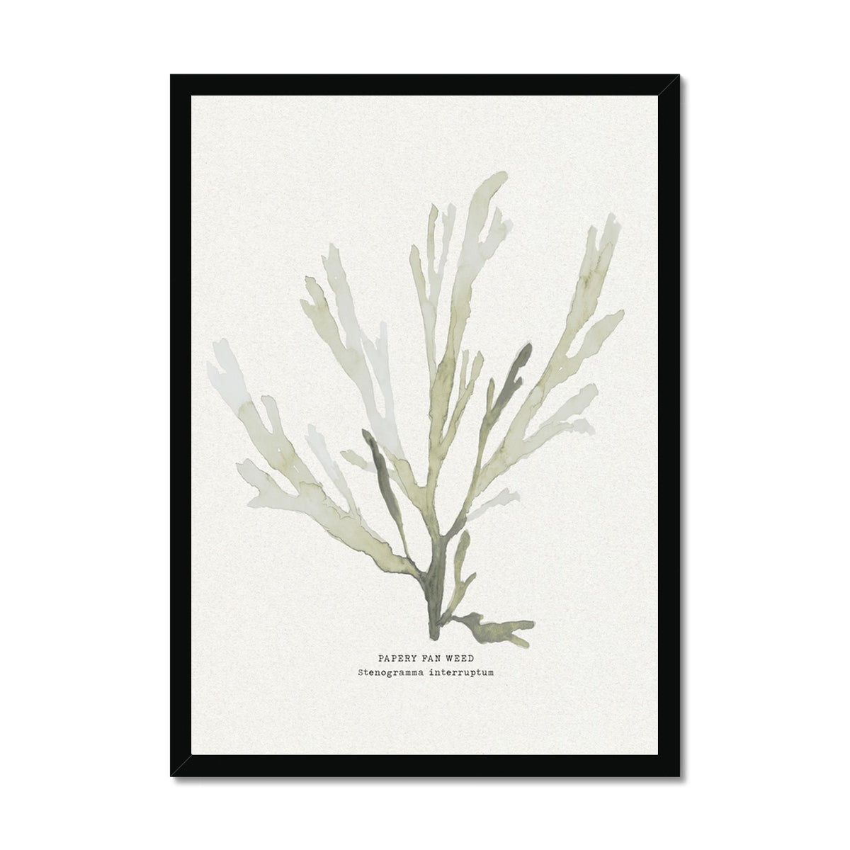 Green Seaweed Art Print | Botanical Watercolour Wall Decor | Papery Fan Weed - Framed