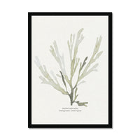 Green Seaweed Art Print | Botanical Watercolour Wall Decor | Papery Fan Weed - Framed