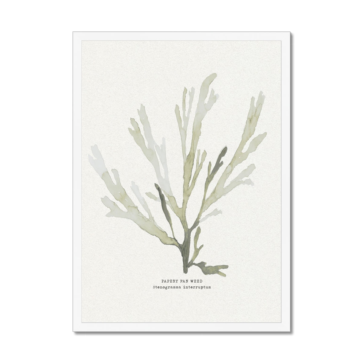 Green Seaweed Art Print | Botanical Watercolour Wall Decor | Papery Fan Weed - Framed