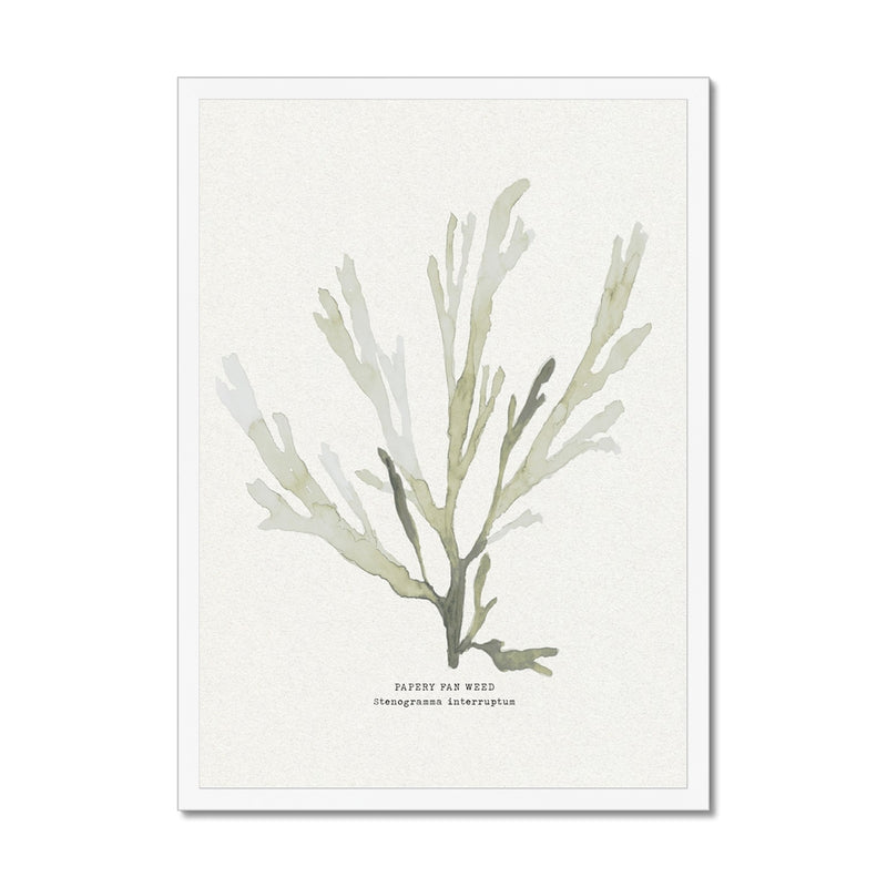 Green Seaweed Art Print | Botanical Watercolour Wall Decor | Papery Fan Weed - Framed