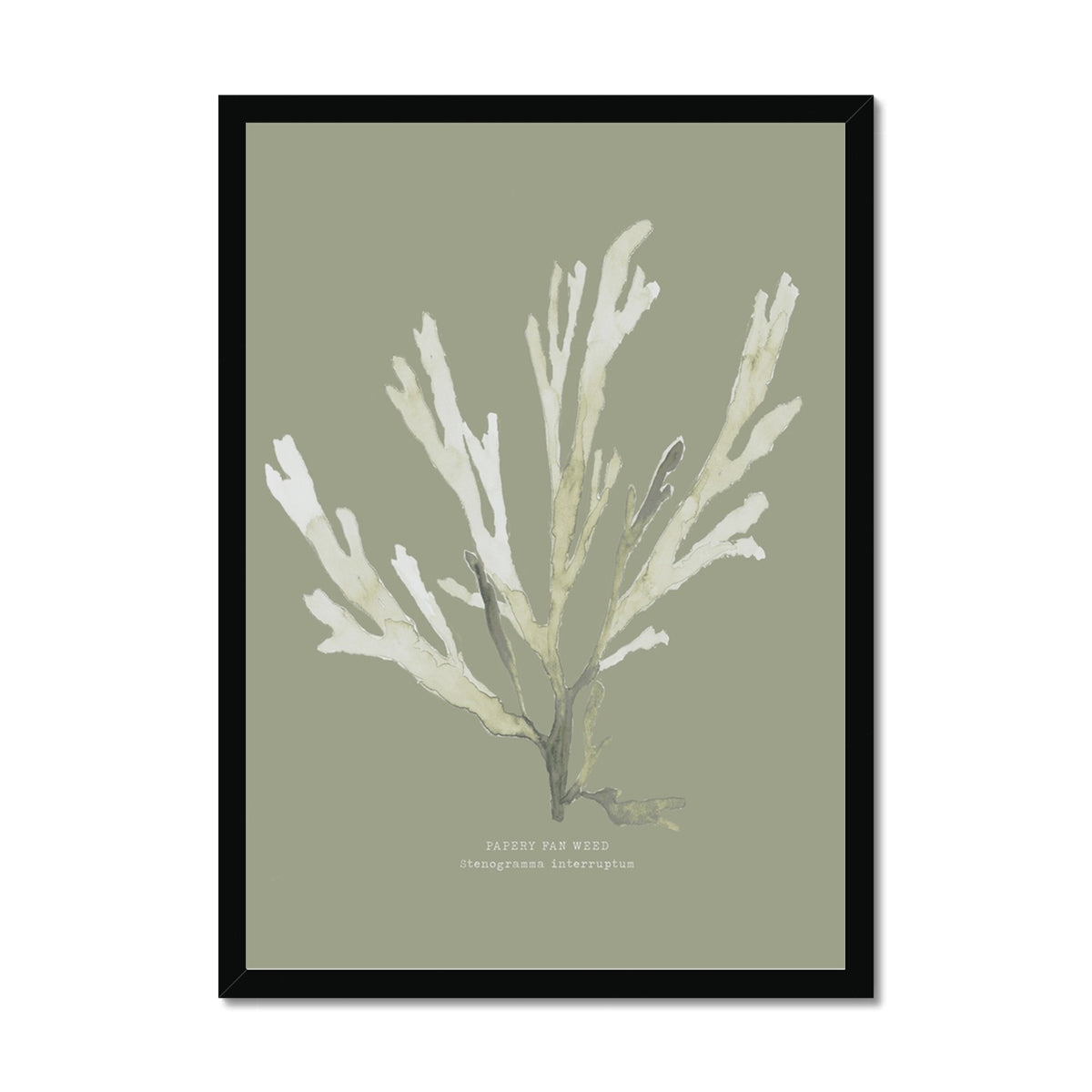 Olive Green Seaweed Art Print | Botanical Wall Decor | Papery Fan Weed - Framed