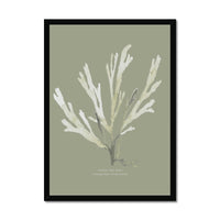 Olive Green Seaweed Art Print | Botanical Wall Decor | Papery Fan Weed - Framed