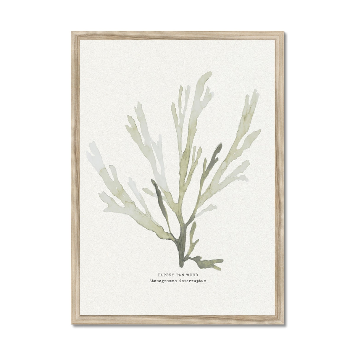 Green Seaweed Art Print | Botanical Watercolour Wall Decor | Papery Fan Weed - Framed