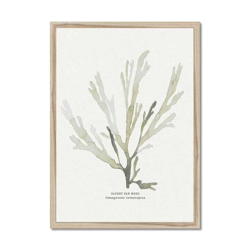 Green Seaweed Art Print | Botanical Watercolour Wall Decor | Papery Fan Weed - Framed