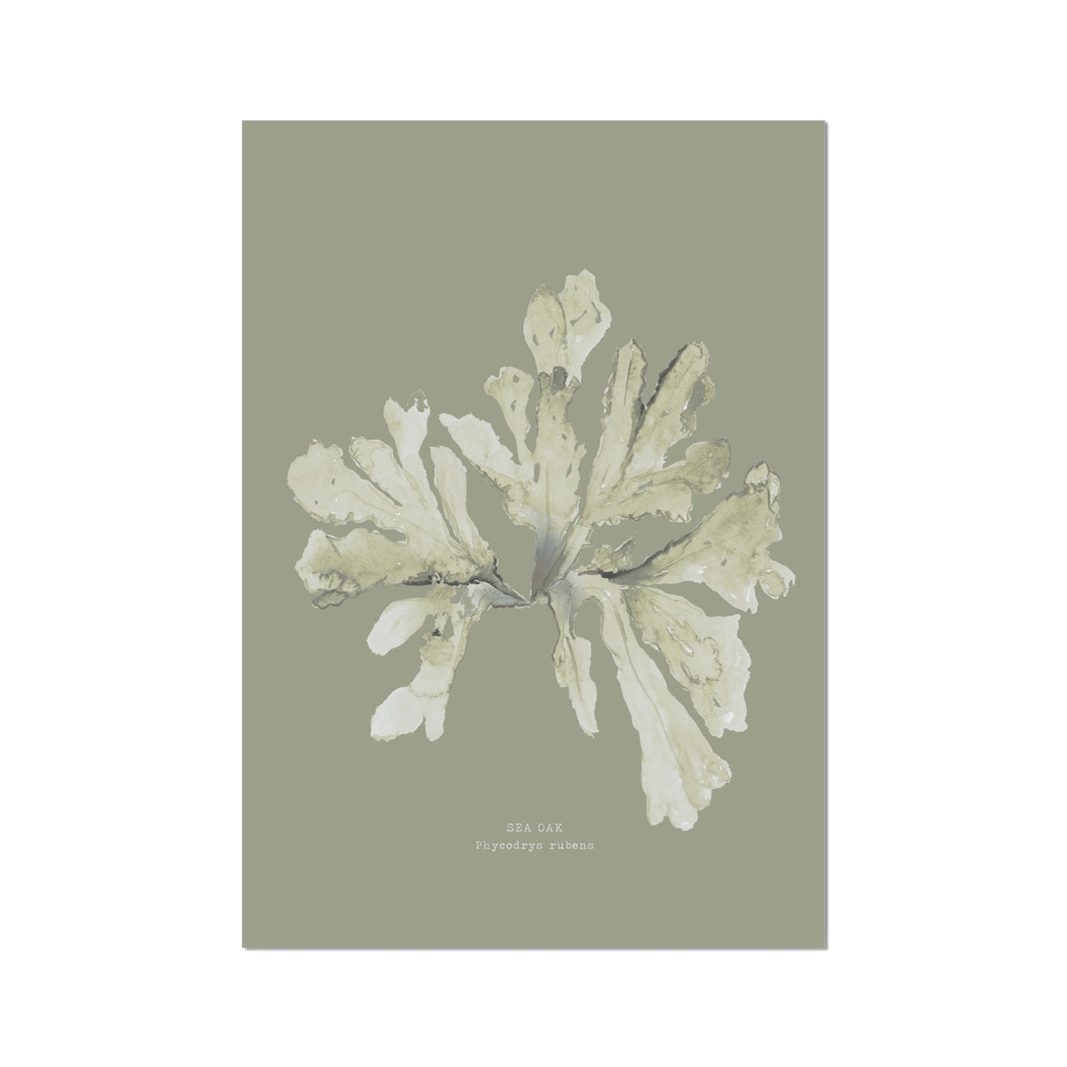 Olive Green Seaweed Art Print | Botanical Wall Decor | Sea Oak - Unframed