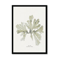 Green Seaweed Art Print | Botanical Watercolour Wall Decor | Sea Oak - Framed