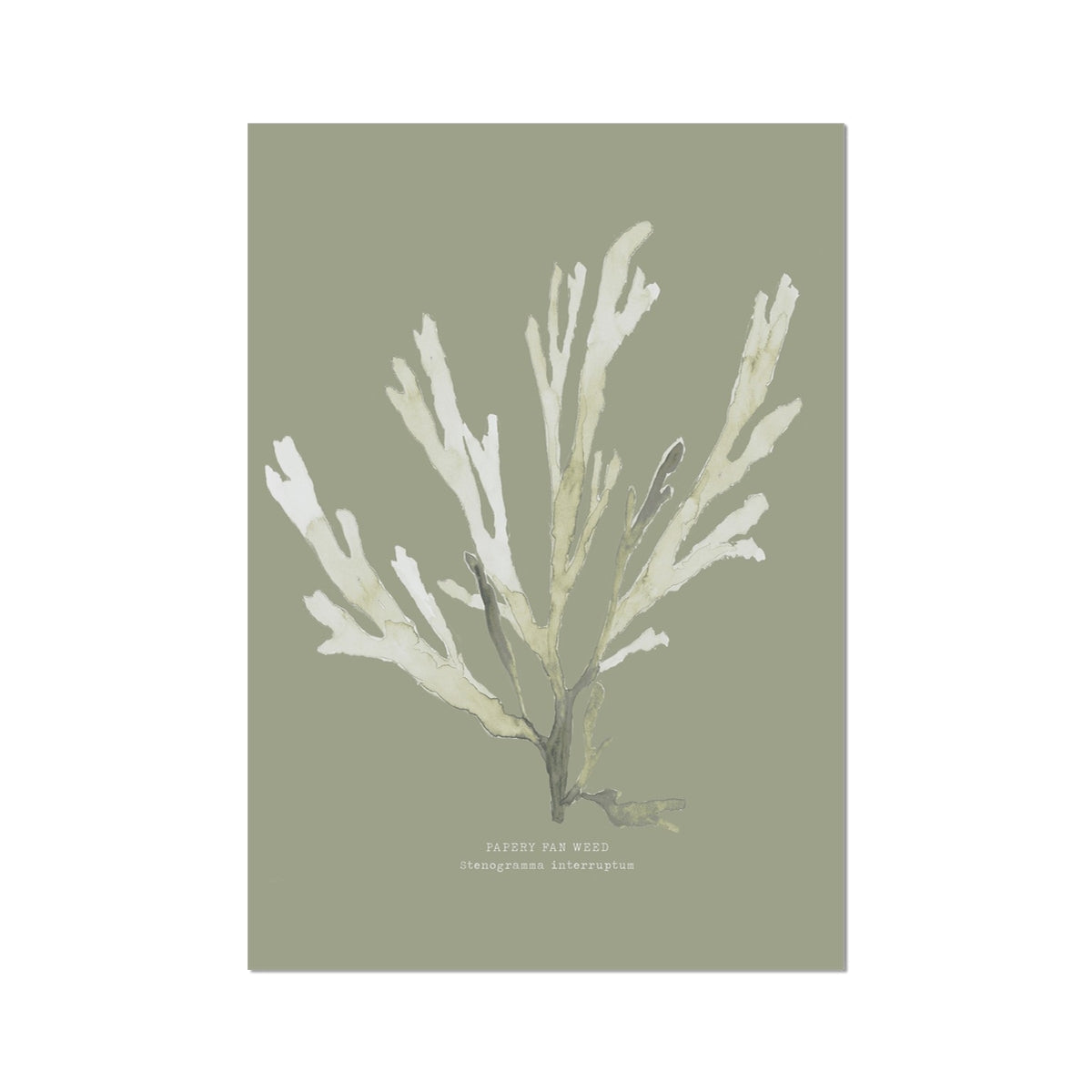 Olive Green Seaweed Art Print | Botanical Wall Decor | Papery Fan Weed - Unframed