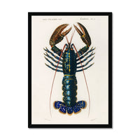 Vintage Lobster Print | Shellfish Wall Art - Framed